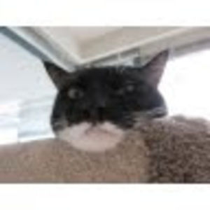 Meet your Posher, Irene